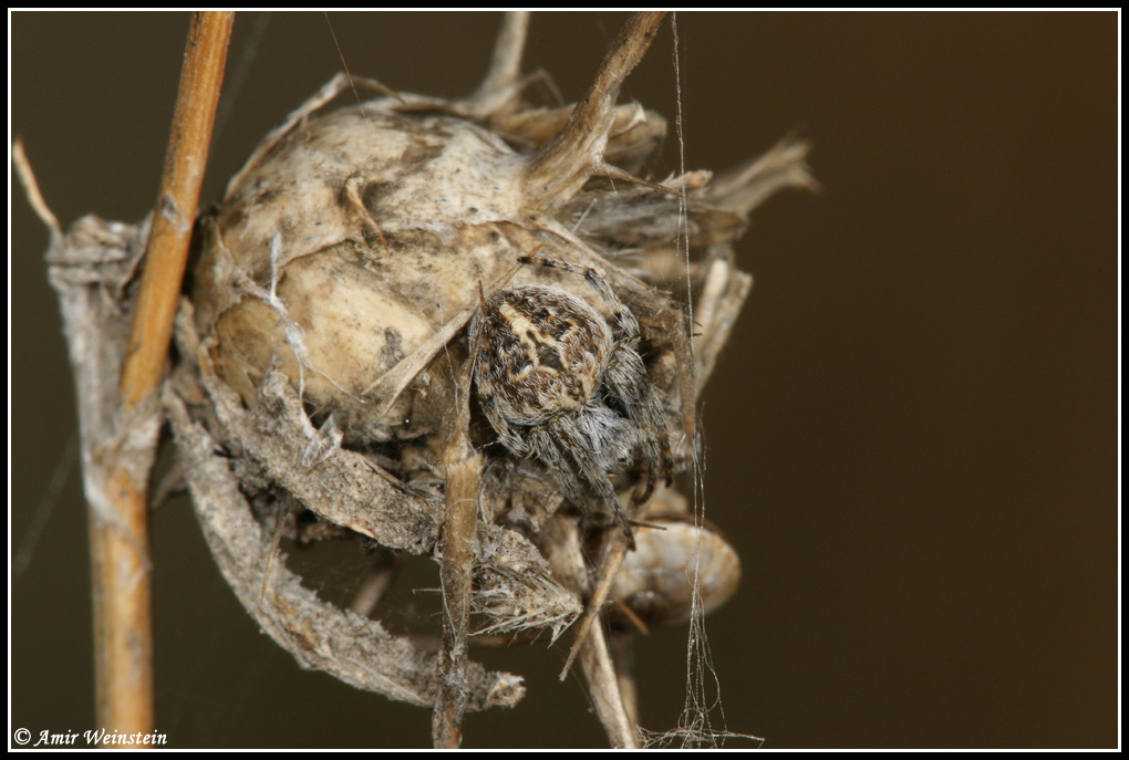 Araneae d''Israele